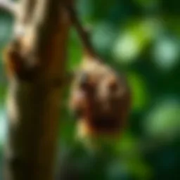 A close-up view of a wasp nest hanging from a tree branch
