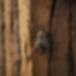 Damaged wooden structure from carpenter bee infestation
