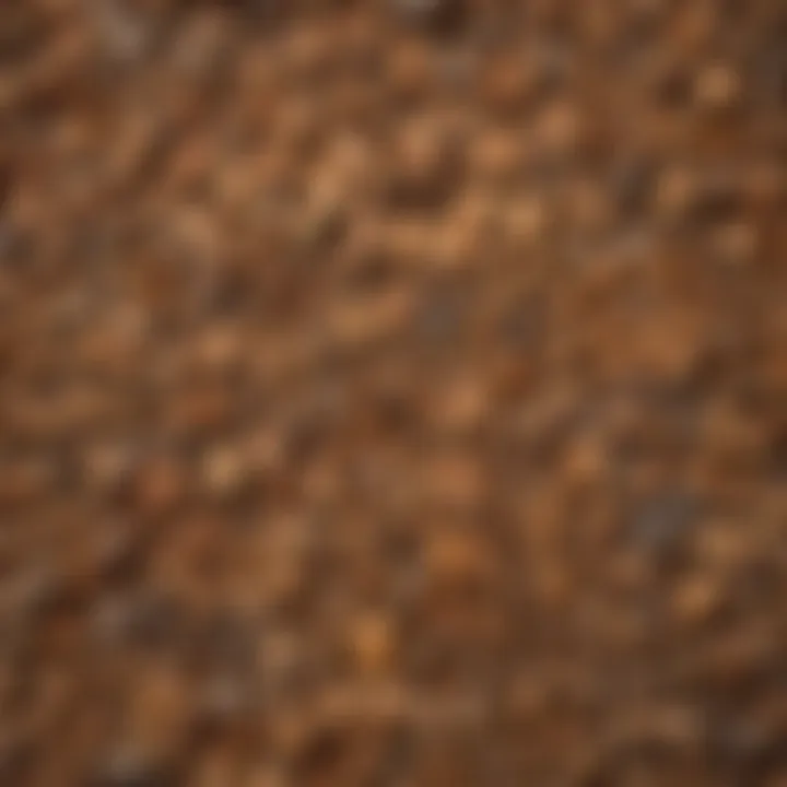 Visual representation of various wood types and their susceptibility to termites