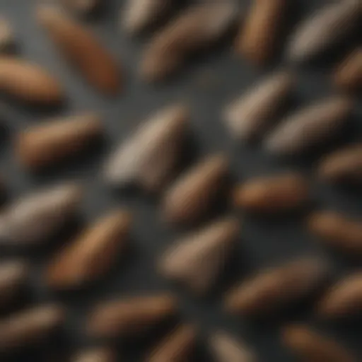 Lifecycle stages of pantry moths illustrated
