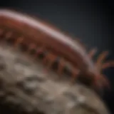 Close-up of a centipede on a textured surface