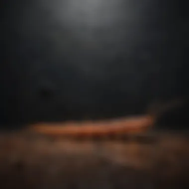 Common Habitats for Centipedes in Homes Centipede in a dark, damp corner of a home