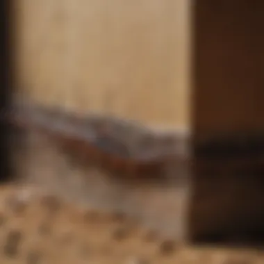 Identifying Signs of Centipede Infestation Signs of centipede infestation, including droppings and shed skin
