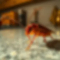 Close-up of a cockroach on a countertop