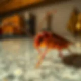 Cockroach Close-Up Close-up of a cockroach on a countertop