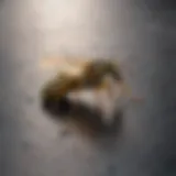 A dead yellow jacket on a surface
