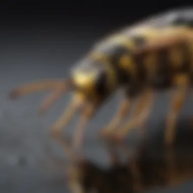 Understanding yellow jacket behavior A diagram illustrating yellow jacket behavior