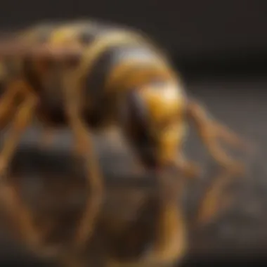 Effective management strategies for yellow jackets A visual guide to management and prevention methods