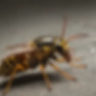 Comparison of yellow jackets and other pests An infographic comparing yellow jackets and similar pests
