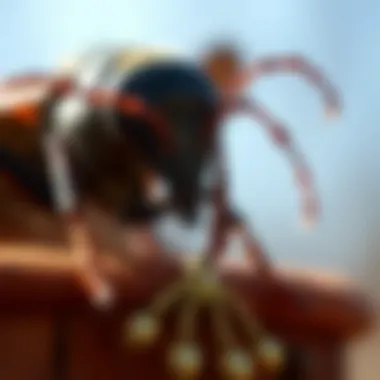 Notable Understanding the Virginia Termite Report Form Notable Understanding the Virginia Termite Report Form