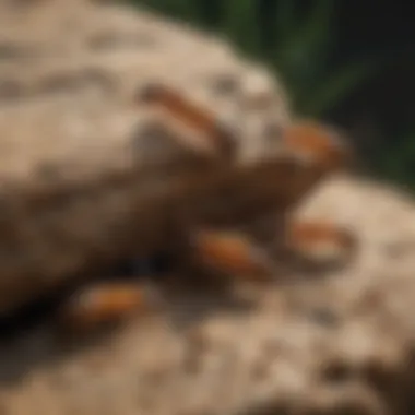 Close-up view of tidewater termites in their natural habitat