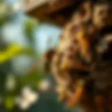 Wasp Nest in Garden Close-up view of a wasp nest in a garden