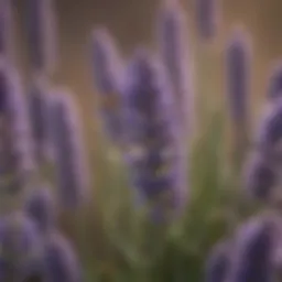 Close-up of lavender flowers