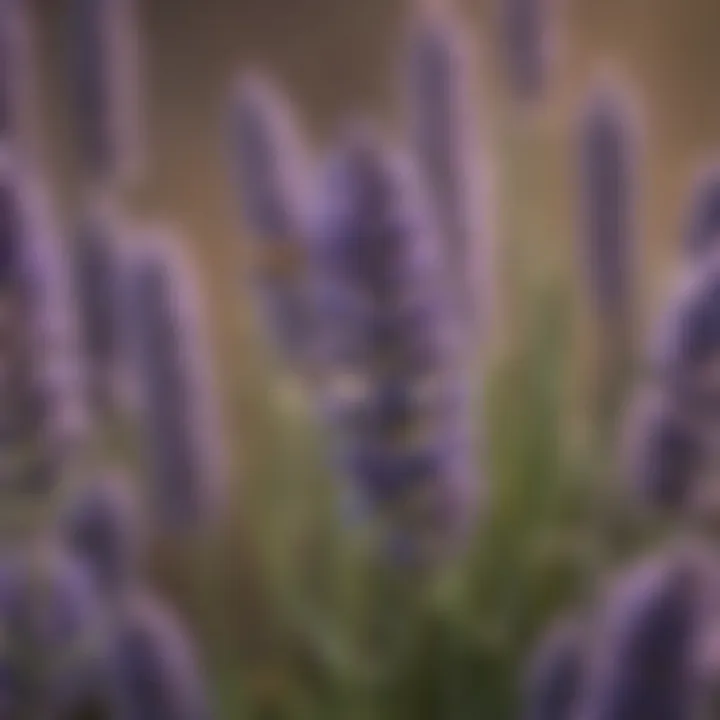 Close-up of lavender flowers