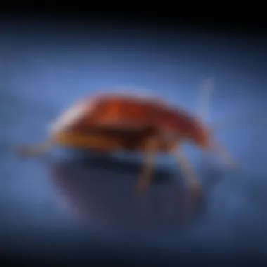 Blacklight illuminating a hidden bed bug