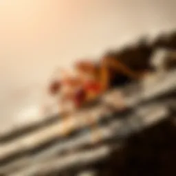 Close-up view of carpenter ants on wood surface