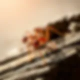 Carpenter Ants Infesting Wood Close-up view of carpenter ants on wood surface