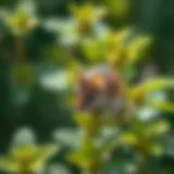 Utilizing Mint as a Natural Solution to Deter Mice Introduction