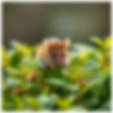 Utilizing Mint as a Natural Solution to Deter Mice Summary Utilizing Mint as a Natural Solution to Deter Mice Summary