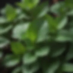 Fresh peppermint leaves showcasing their vibrant green color