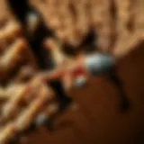 Detailed close-up view of a termite damaging wooden structure