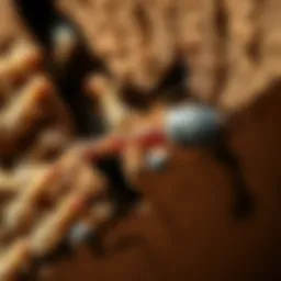 Detailed close-up view of a termite damaging wooden structure